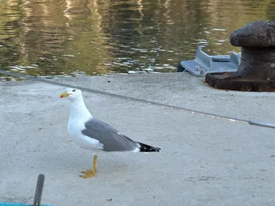 Vitorlázás a Balatonon és Adrián